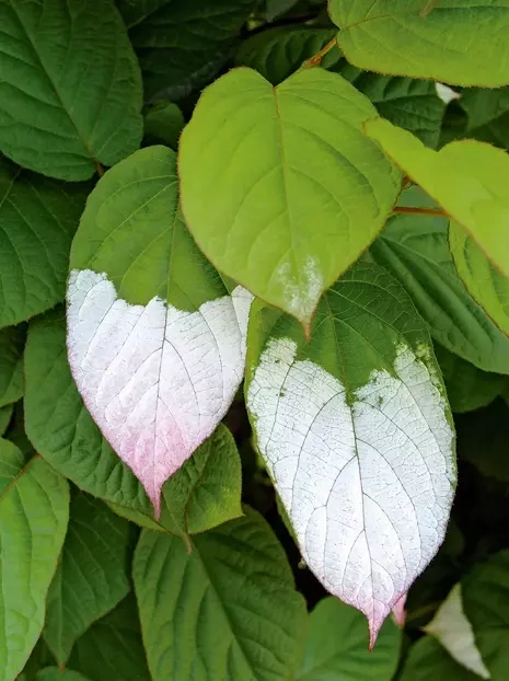 Aktinidia (Actinidia spp) Dr Szymanowski