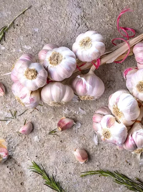 Czosnek jadalny (Allium) 'Jarus' 2 szt.