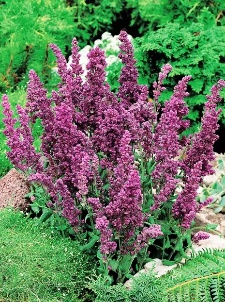 Szałwia (Salvia nemorosa) 'Plumosa'