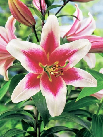 Lilia (Lilium) Altari 1 szt.