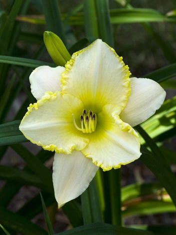 Liliowiec (Hemerocallis) ' Blizzard Bay ' 1 szt.