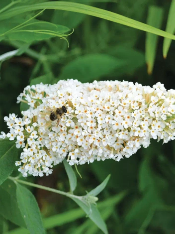 Budleja Davidii 'White Profusion' Biała