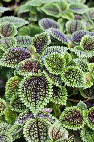 Pilea Moon Valley (Pilea mollis 'moon valley')