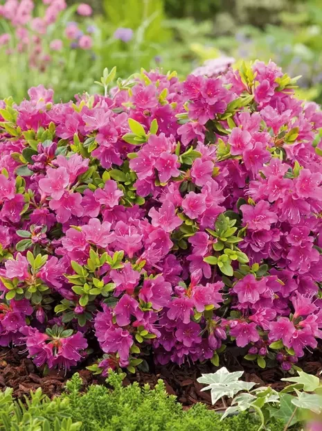 Azalia japońska 'Geisha Purple'