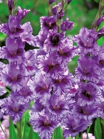 Mieczyk (Gladiolus) 'Passos'