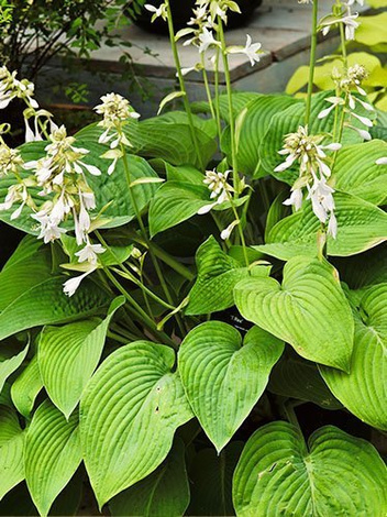 Funkia (Hosta) 'T-REX'