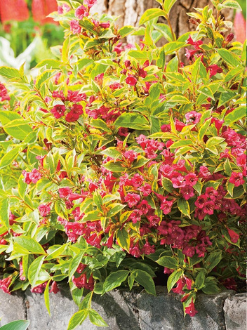 Krzewuszka (Weigela) 'Bristol Ruby' - Krzew Ozdobny