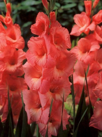 Mieczyk (Gladiolus) Spic And Span