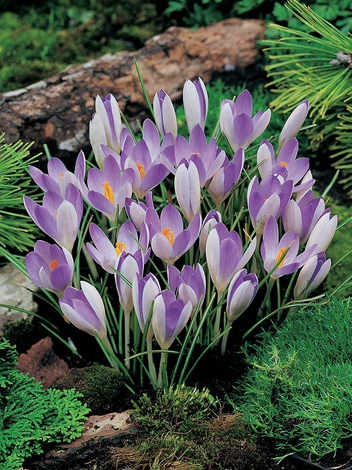 Krokus Botaniczny (Crocus) 'Tommasinianus' 20 szt.