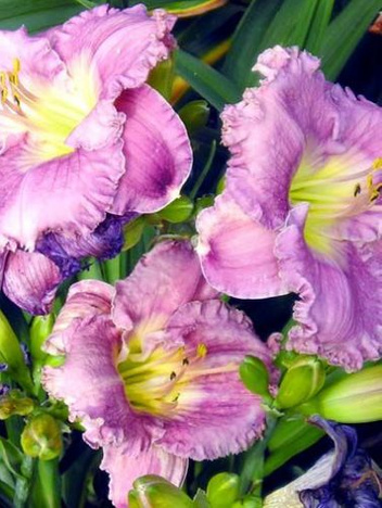 Liliowiec (Hemerocallis) Magic Amethyst