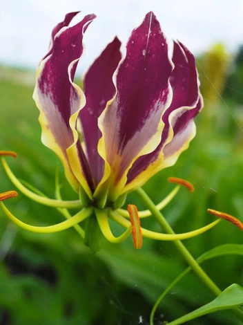 Glorioza (Gloriosa Carsonii) 