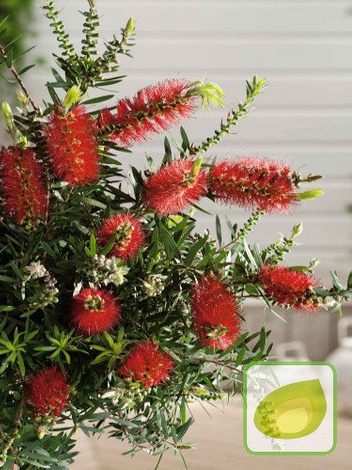 Nasiona Kuflik Cytrynowy - Callistemon Citrinus