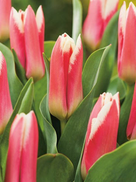 Tulipan Fosteriana (Tulipa) 'Pirand' 5 szt.