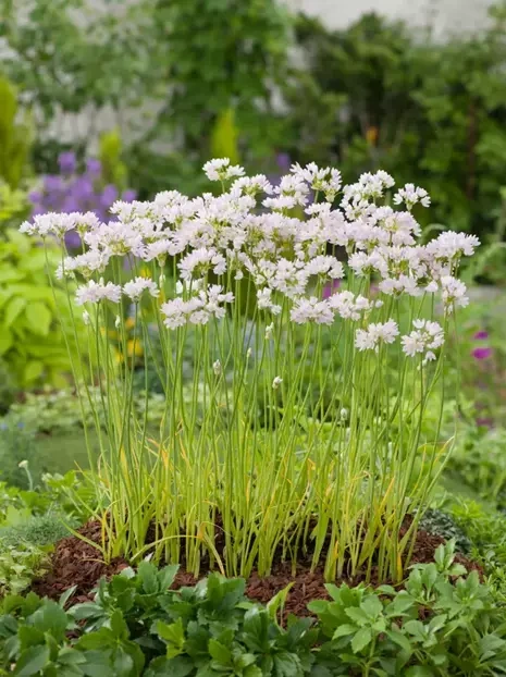 Czosnek ozdobny (Allium) Roseum 5 szt.