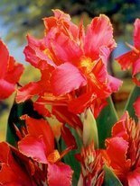 Paciorecznik (Canna) 'Aida' 1 szt.