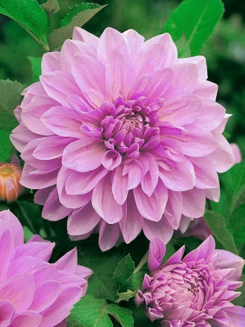 Dalia (Dahlia) 'Lavender Perfection'