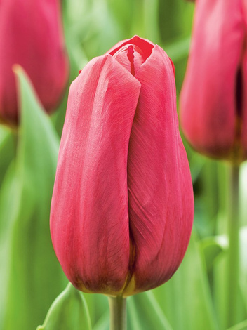 Tulipan Triumph (Tulipa) 'Strong Love' 5 szt.