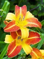 Liliowiec (Hemerocallis) 'Frans Hals'