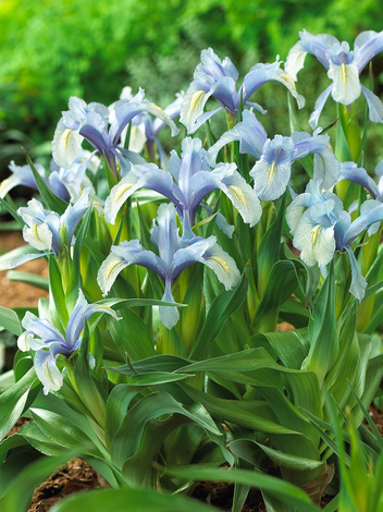 Kosaciec (Iris) 'Aucheri' 1 szt.