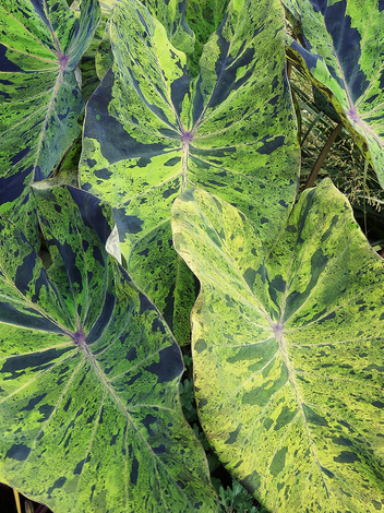 Kolokazja (Colocasia) 'Mojito' 1 szt.