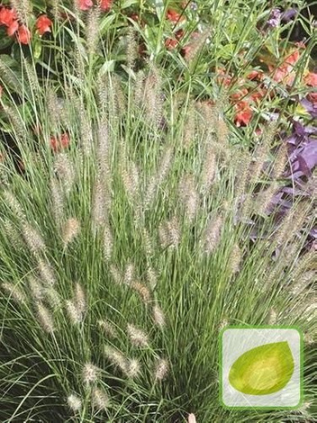 Trawa Ozdobna (Pennisetum) Little Bunny