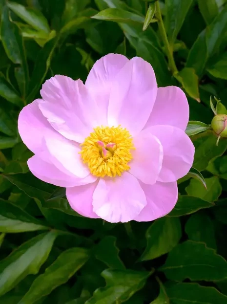 Peonia (Paeonia) 'Nymphe' 1 szt.