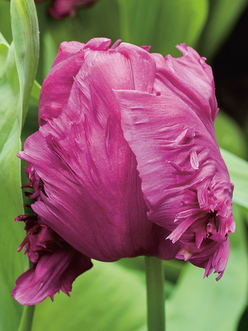 Tulipan Papuzi (Tulipa) 'Parrot Prince' 5 szt.