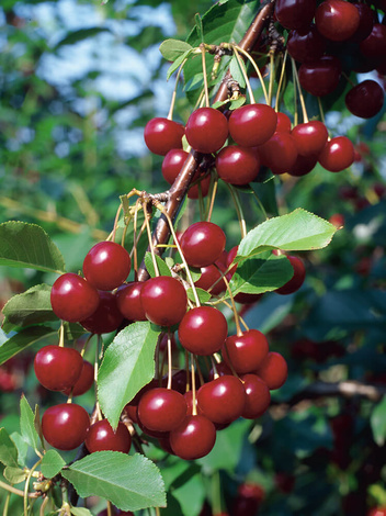 Wiśnia (Prunus cerasus) 'Łutówka'