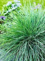 Nasiona Kostrzewa Sina Srebrnoniebieska - Festuca Glauca