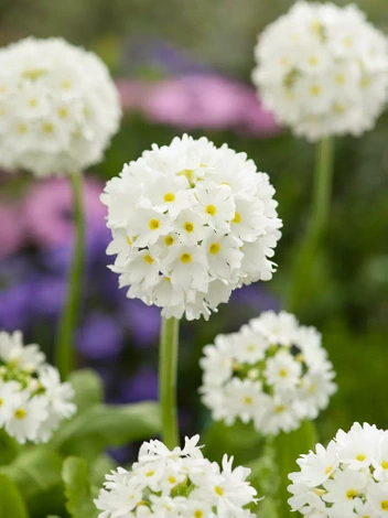 Pierwiosnek (Primula denticulata) Biały 1 szt.