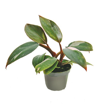 Filodendron Pink Princess (Philodendron erubescens 'Pink Princess')