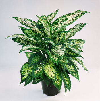 Difenbachia Compacta (Dieffenbachia Maculata 'Compacta')