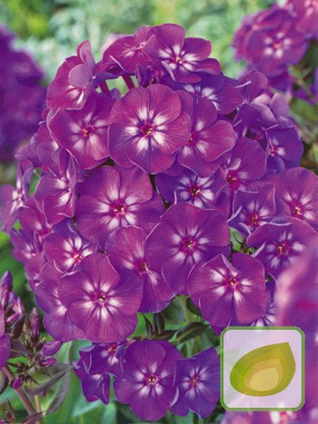 Floks (Phlox) Uspech