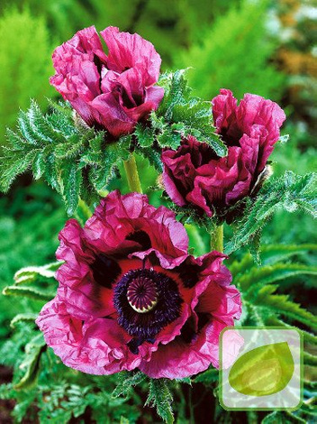 Mak (Papaver) Patty’s Plum