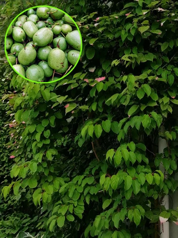 Mini Kiwi (Aktinidia ostrolistna) 'Issai' samopylna