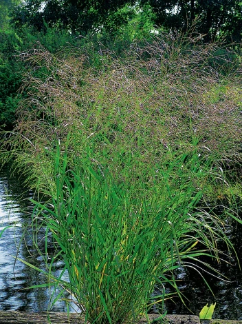 Proso rózgowate (Panicum virgatum) 'Squaw'