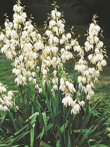 Juka karolińska (Yucca filamentosa)