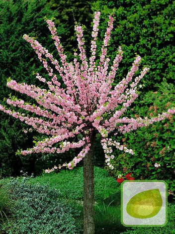 Migdałek Trójklapowy (Prunus triloba) - Drzewko