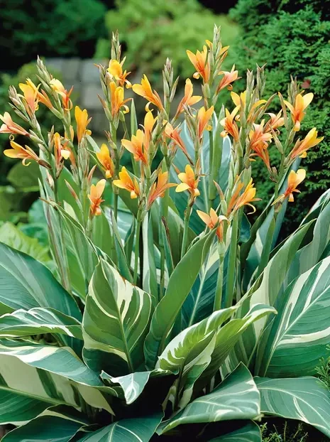 Paciorecznik (Canna) 'Stuttgart' 1 szt.