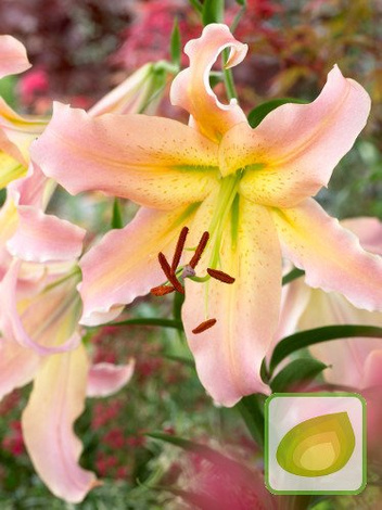 Lilia (Lilium) Elusive