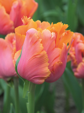 Tulipan Papuzi (Tulipa) 'Amazing Parrot' 5 szt.