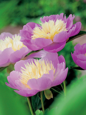 Piwonia (Paeonia) 'Bowl of Beauty'