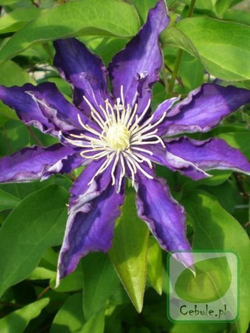 Powojnik (Clematis) Hakuookan