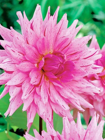 Dalia (Dahlia) 'American Dream' 1 szt.