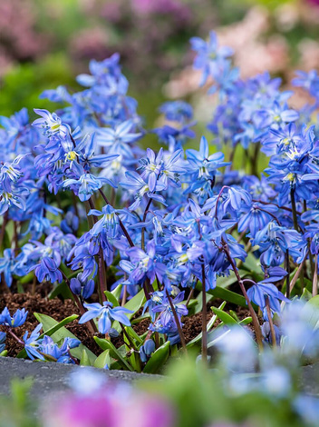 Cebulica (Scilla siberica) 10 szt.