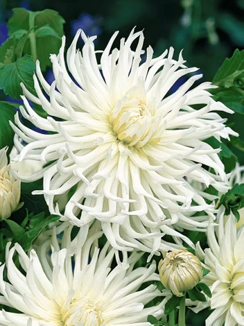 Dalia (Dahlia) 'White Star'