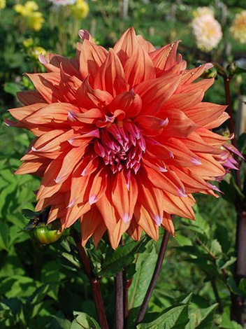 Dalia (Dahlia) 'Colour Spectacle'