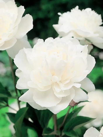 Piwonia chińska (Paeonia lactiflora) 'Duchesse de Nemours'