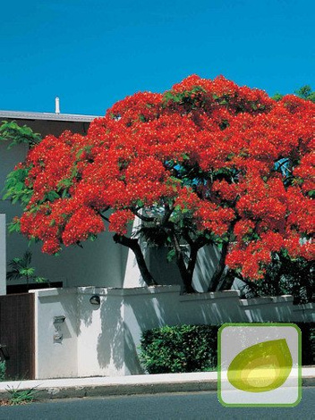 Nasiona Płomień Afryki - Delonix regia