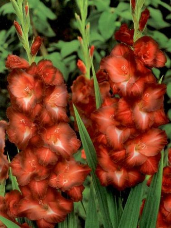 MEGAPAKA Mieczyk (Gladiolus) Chocolate